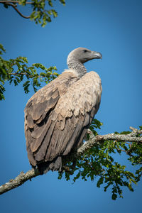 African white-backed vulture perched on leafy branch