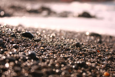 Close-up of sea shore