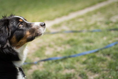 Auatralian shepherd in the grass