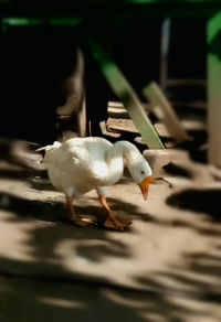 Bird in water