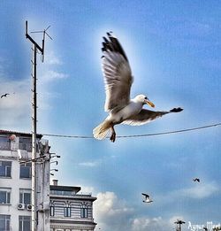 Low angle view of seagull flying against blue sky