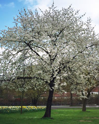 Cherry blossom tree in park