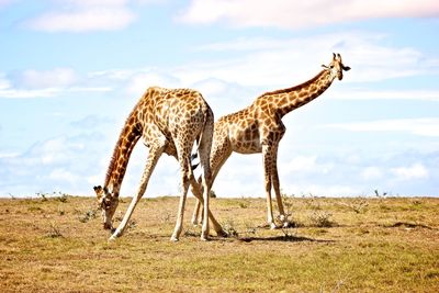 Giraffes standing on field against sky