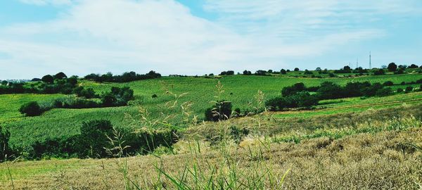 Scenic view of agricultural field against sky