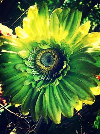 Close-up of yellow flower