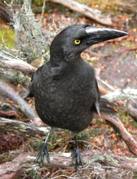 Close-up of bird perching on wood