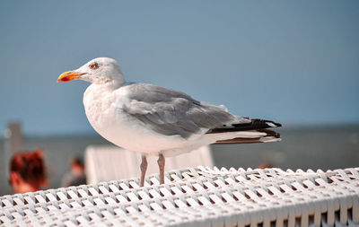 Close-up of seagull perching on railing against sky