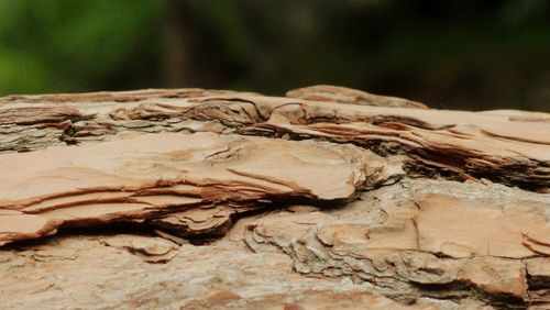 Close-up of lizard on rock