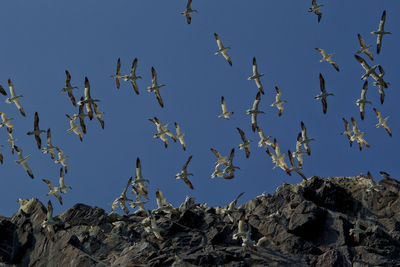 Low angle view of birds flying against clear sky