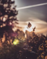 Close-up of plants against sky during sunset