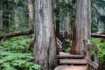 Wooden bench amidst trees in forest