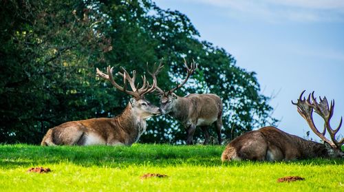 Red deer park