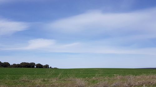 Scenic view of agricultural field against sky