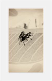 Close-up of insect on wall