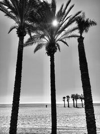 People by palm trees on beach against sky