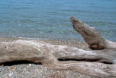 High angle view of driftwood on beach