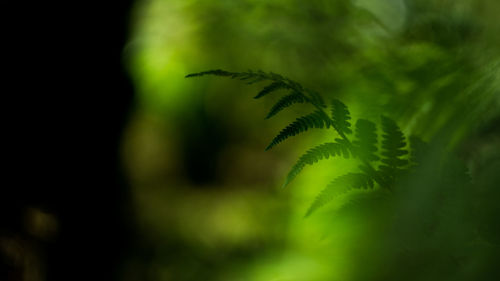 Close-up of fern