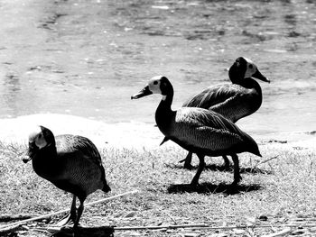 Ducks on lakeshore