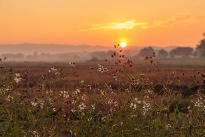 Scenic view of flowering plants on field against sky during sunset