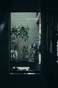 Potted plant on window sill