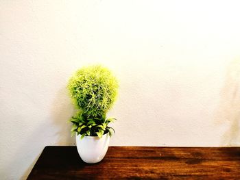 Potted plant on table against wall