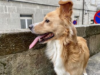 Dog looking away on wall