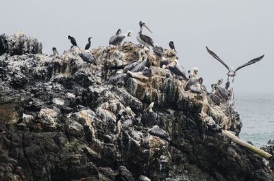 Birds perching on rock