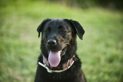 Close-up portrait of black dog on field