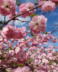 Close-up of pink flowers on branch