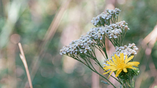 Close-up of white flowering plant