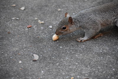 High angle view of squirrel on road