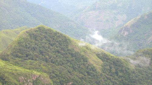 Scenic view of forest