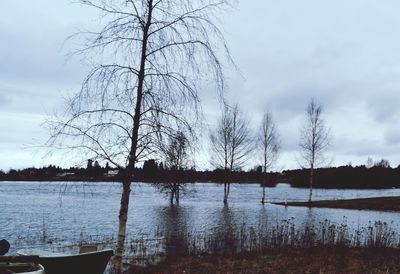 Bare trees by calm lake