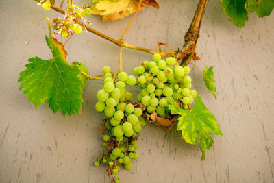 Close-up of grapes growing on plant