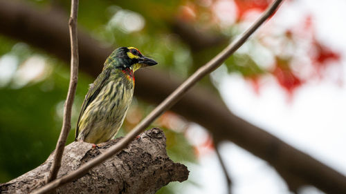 Close-up of bird perching on a tree