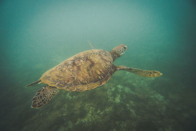 Turtle swimming in sea