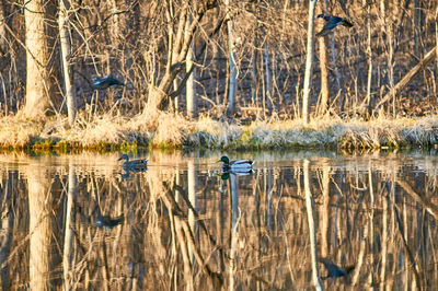 Reflection of trees in lake