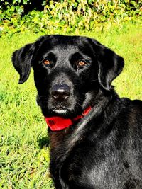 Close-up portrait of black dog