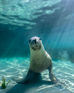 Sea lion underwater