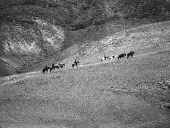 group of animals
