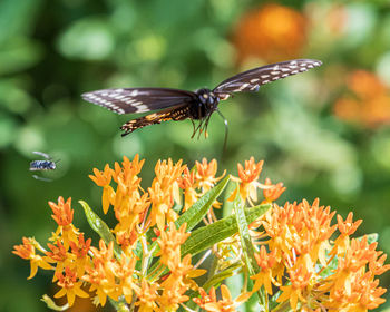 Close-up of butterfly pollinating on flower