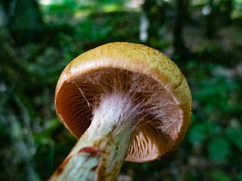 Close-up of mushroom growing on tree