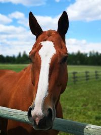 Horse standing in ranch against sky