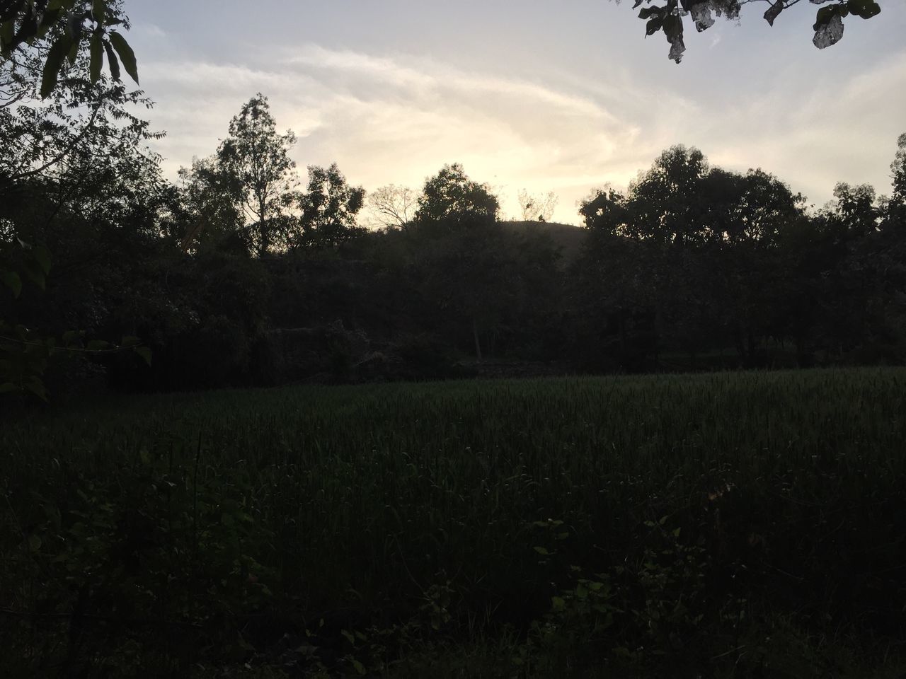 tree, field, sky, tranquil scene, landscape, tranquility, grass, scenics, growth, cloud - sky, nature, beauty in nature, grassy, rural scene, cloud, silhouette, sunset, agriculture, outdoors, cloudy