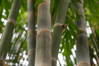 Low angle view of bamboo tree trunk