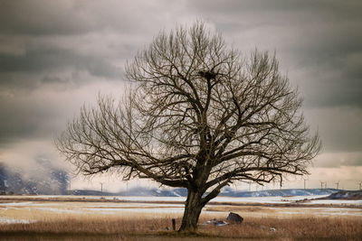 Bare tree on field against sky during winter