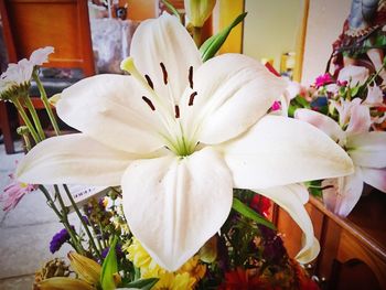 Close-up of white flowers blooming outdoors