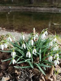 Close-up of white flowering plants on field