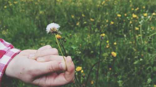 Close-up of hand holding dandelion flower on field