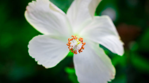 Close-up of white flower